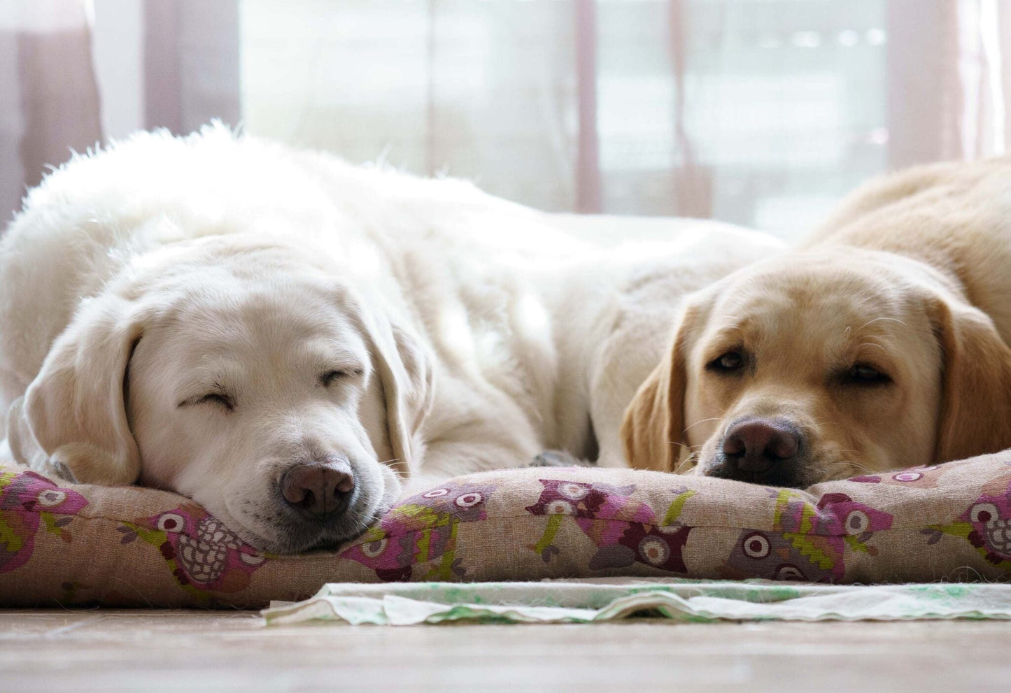 Understanding the Differences Between HomeoPet COUGH and HomeoPet NOSE RELIEF