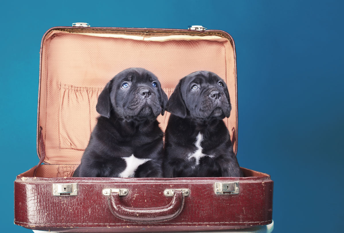 7 Tips for Holiday Travel with Your Pet