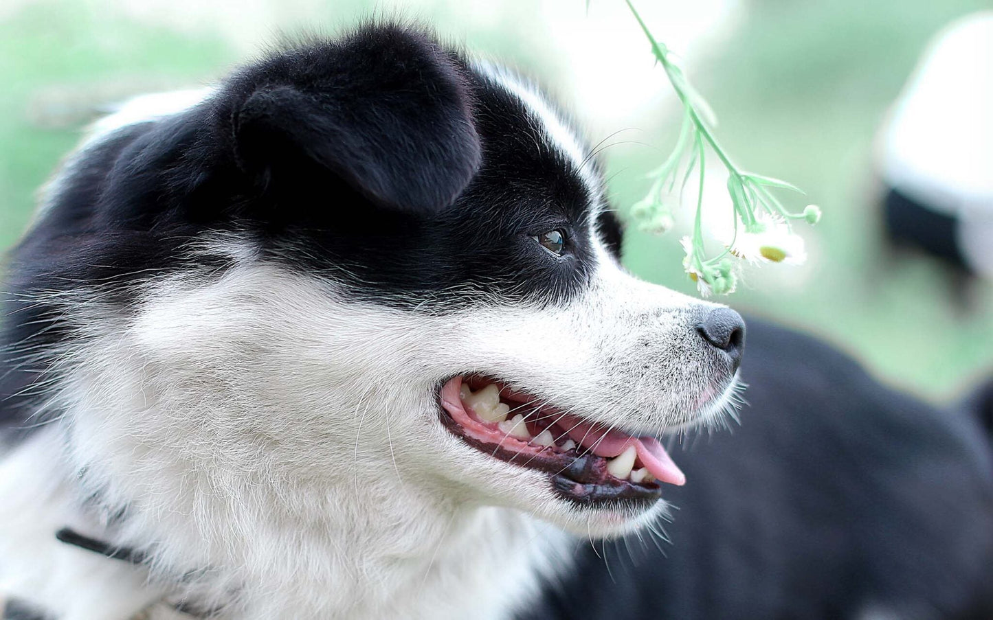 Bad Breath in Dogs – 6 tips to help freshen your dog’s breath