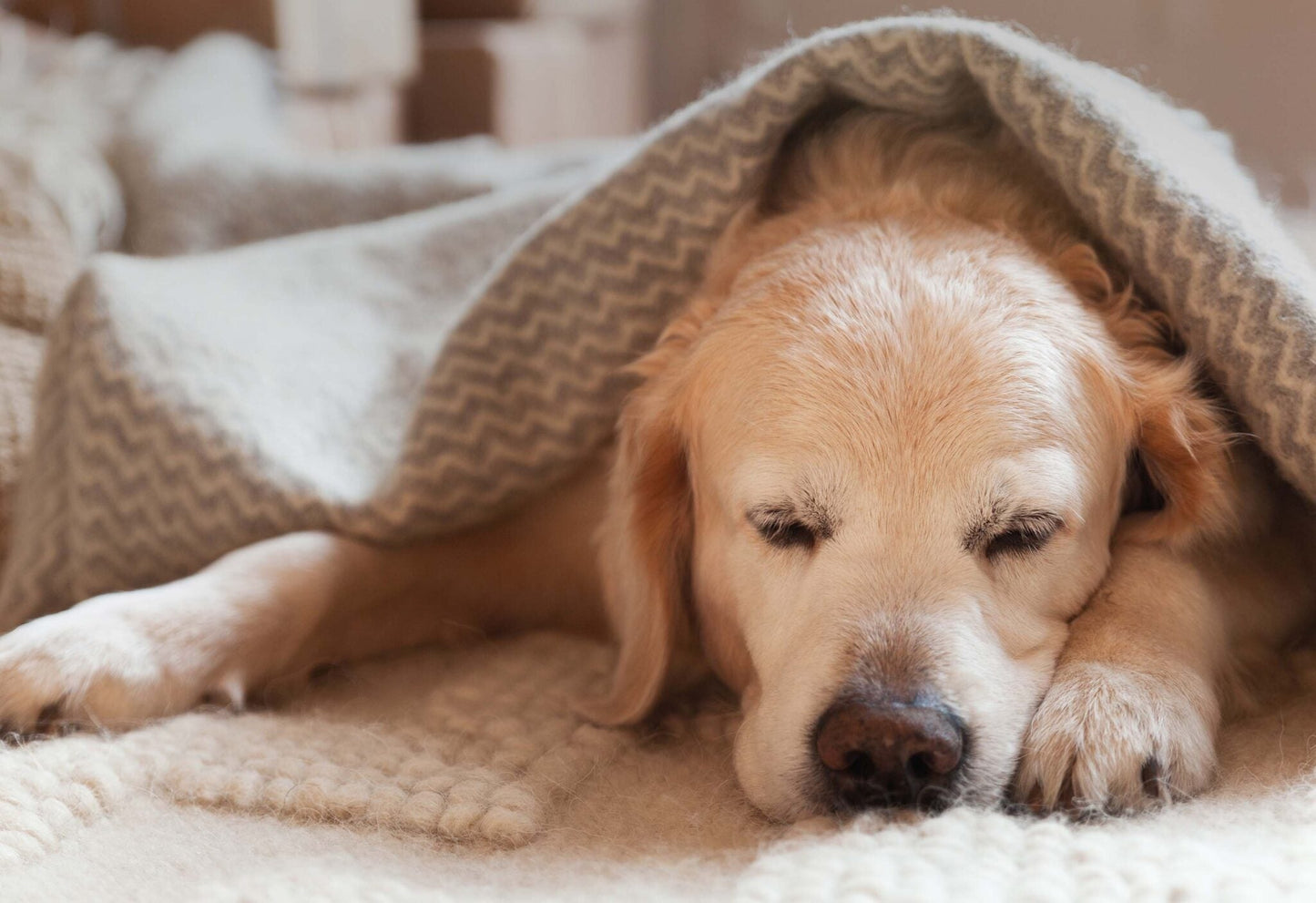 Digestive Issues in Dogs: Causes, Prevention, and Natural Treatment Choices