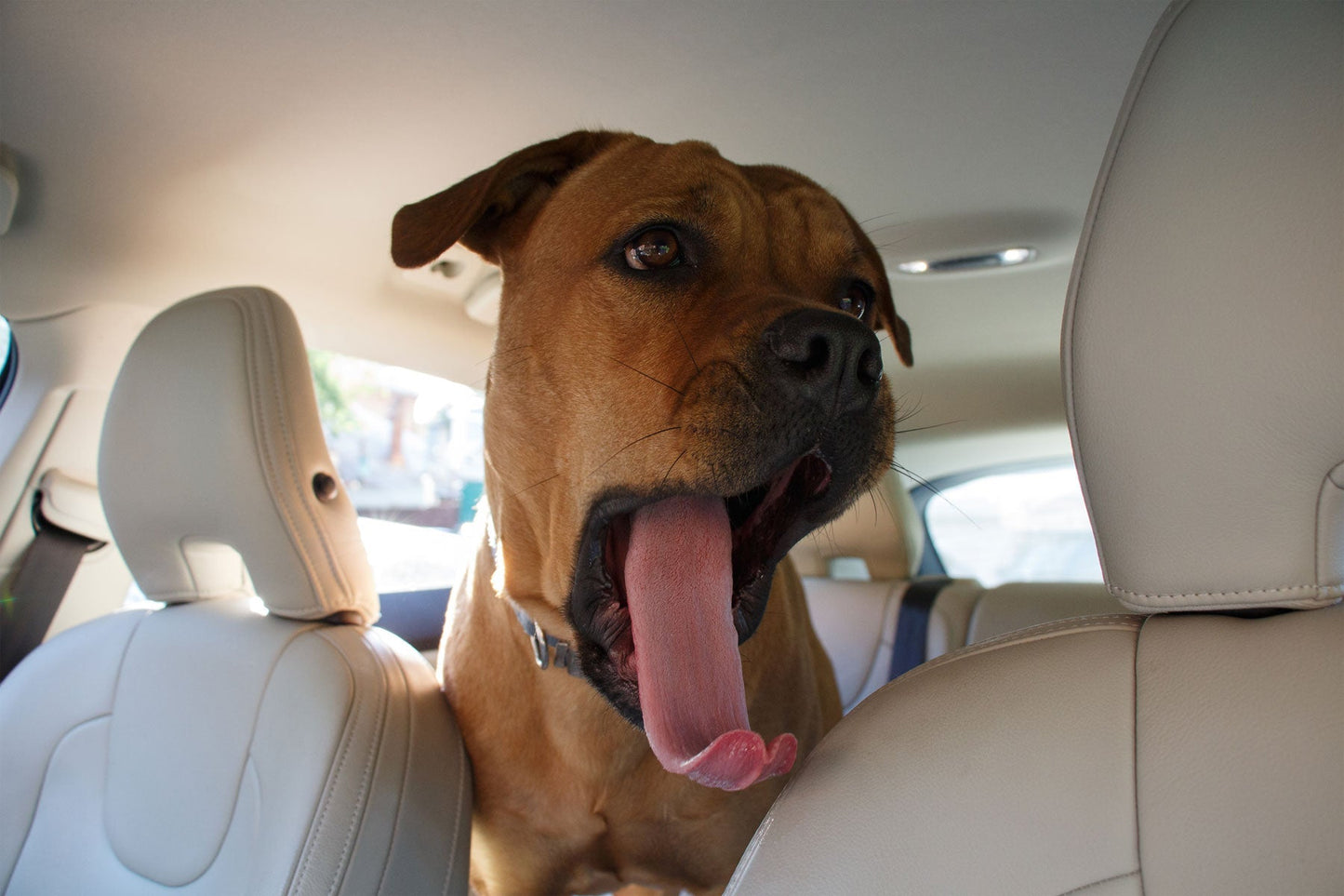 Travel Anxiety in pets – how to avoid the stress…and the mess!