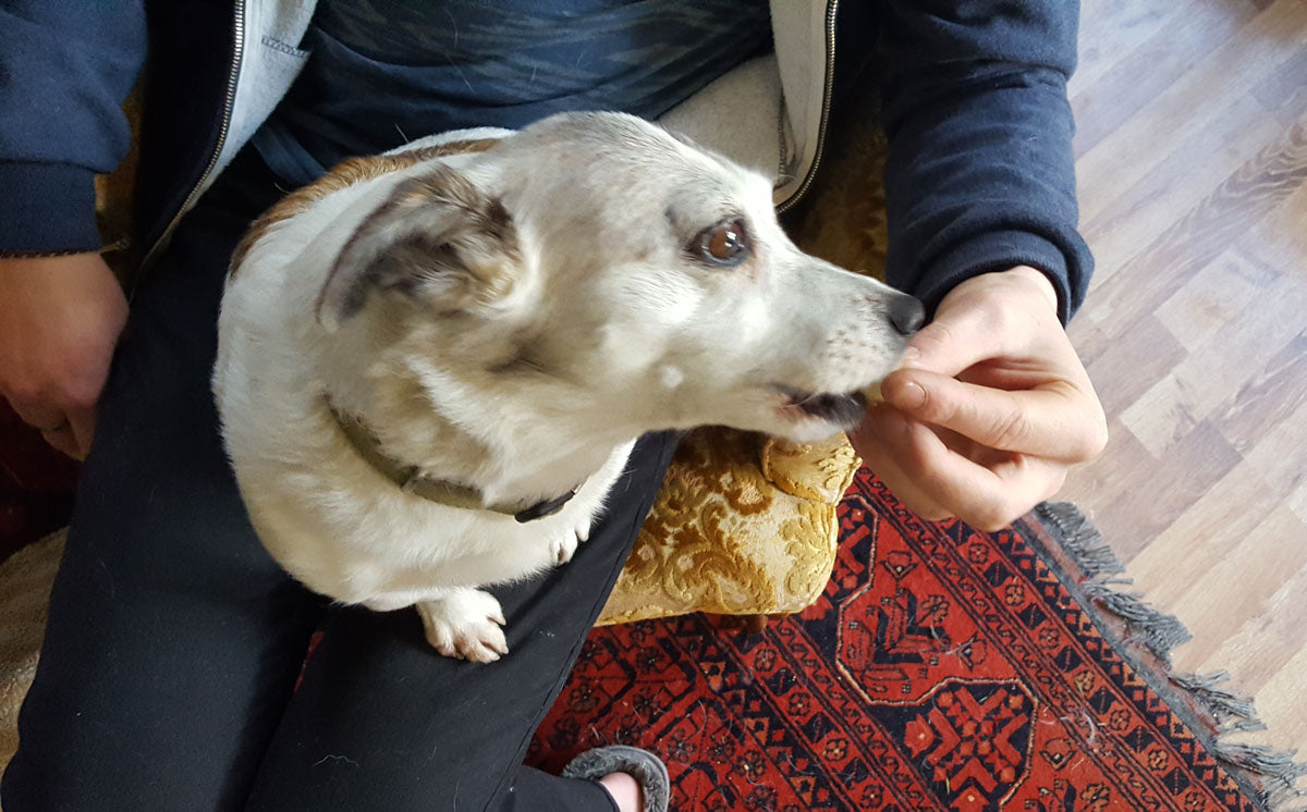 How To Get Your Pooch To Pop Those Pills And More – HomeoPet Pet Wellness Hacks