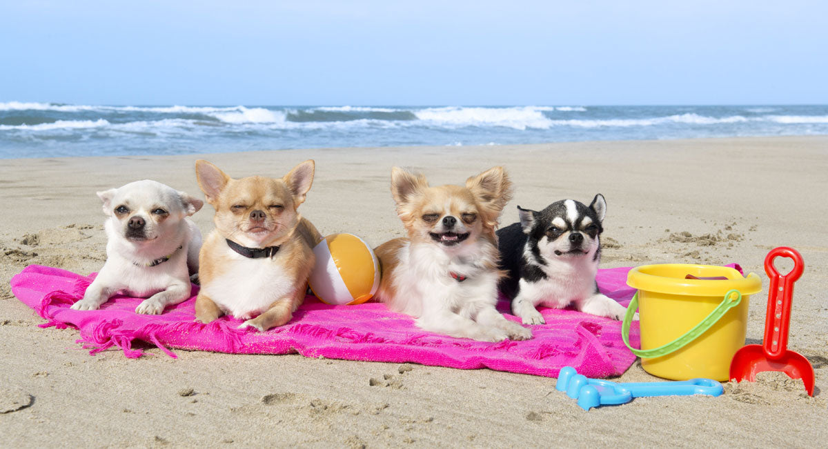12 fun things to do with your dog before the end of summer