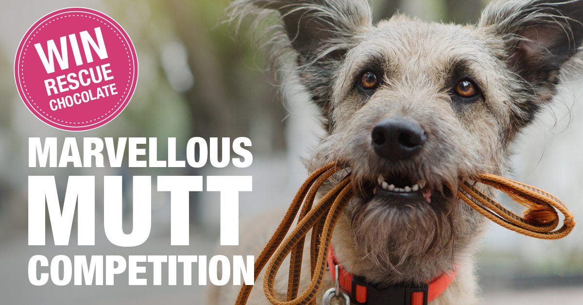 Marvellous Mutt Competition Terms & Conditions