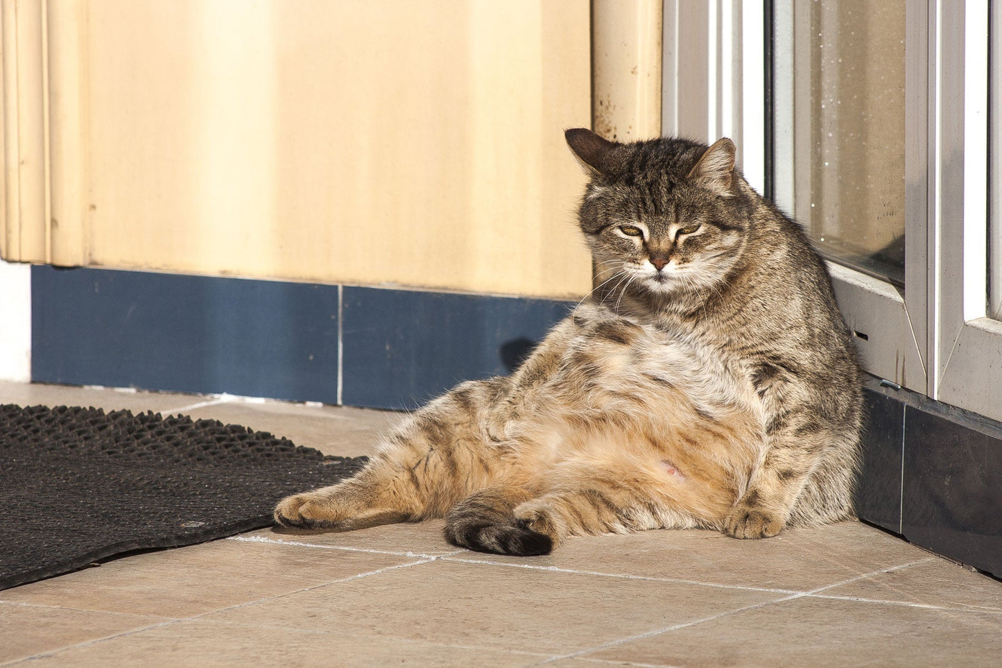 Pet Obesity - is your pet's health suffering?