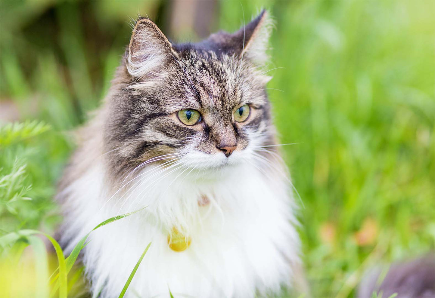 Natural Ways to Support Your Cat’s Kidney Health