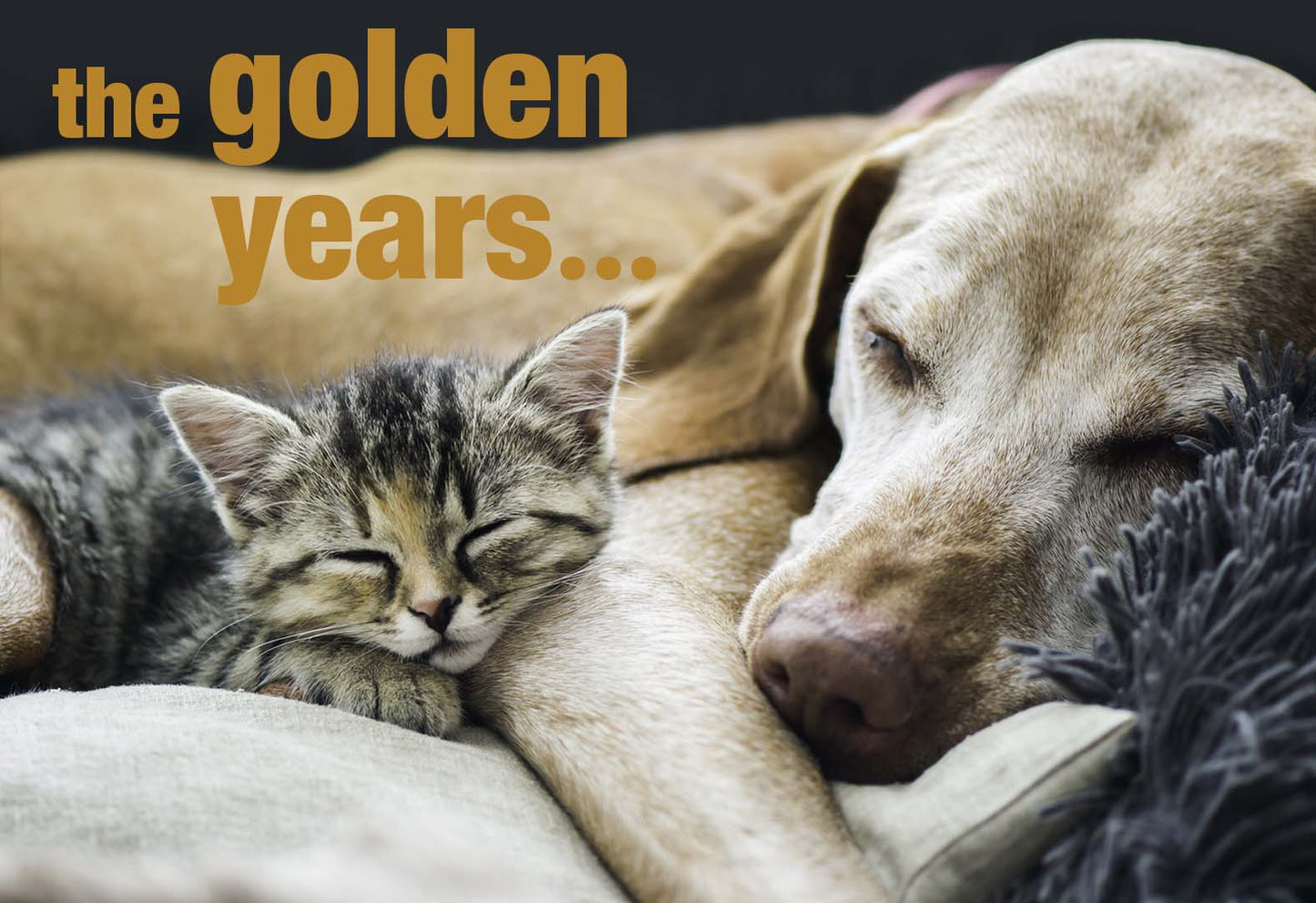 Caring for Your Aging Dog Naturally: A Gentle Approach to Their Golden Years