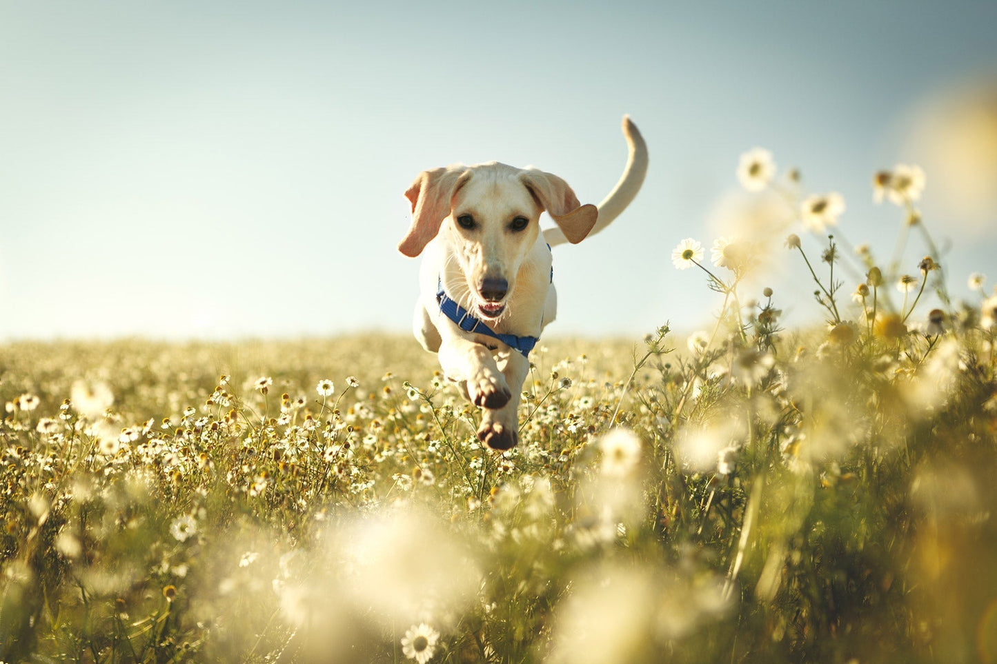 Natural Pet Medicine Guide