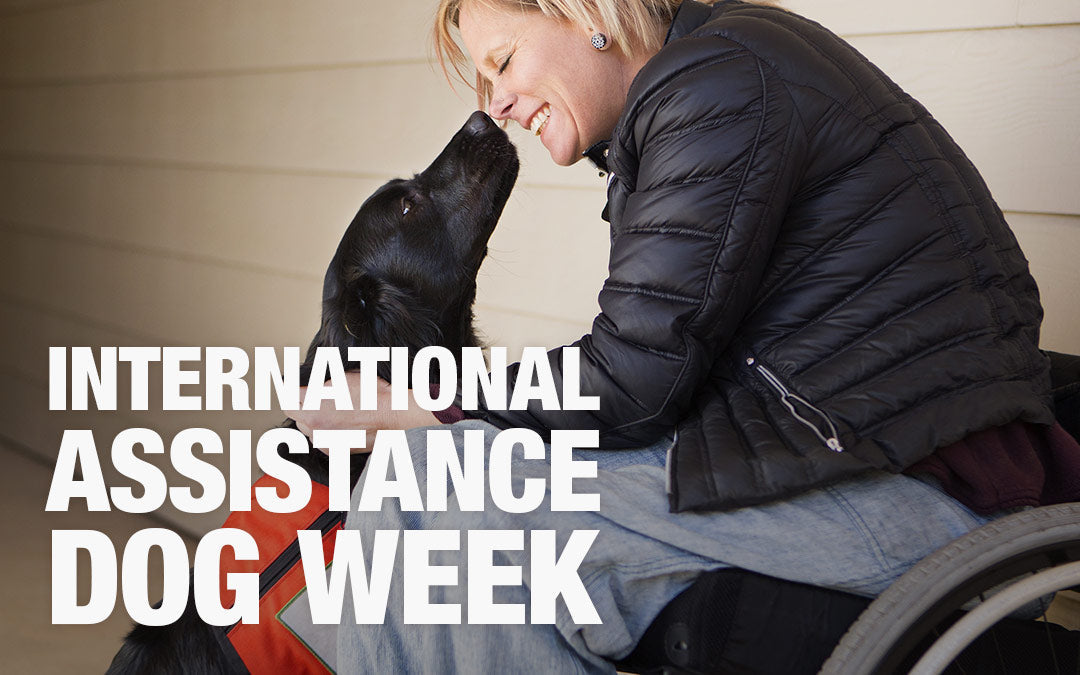 International Assistance Dog Week