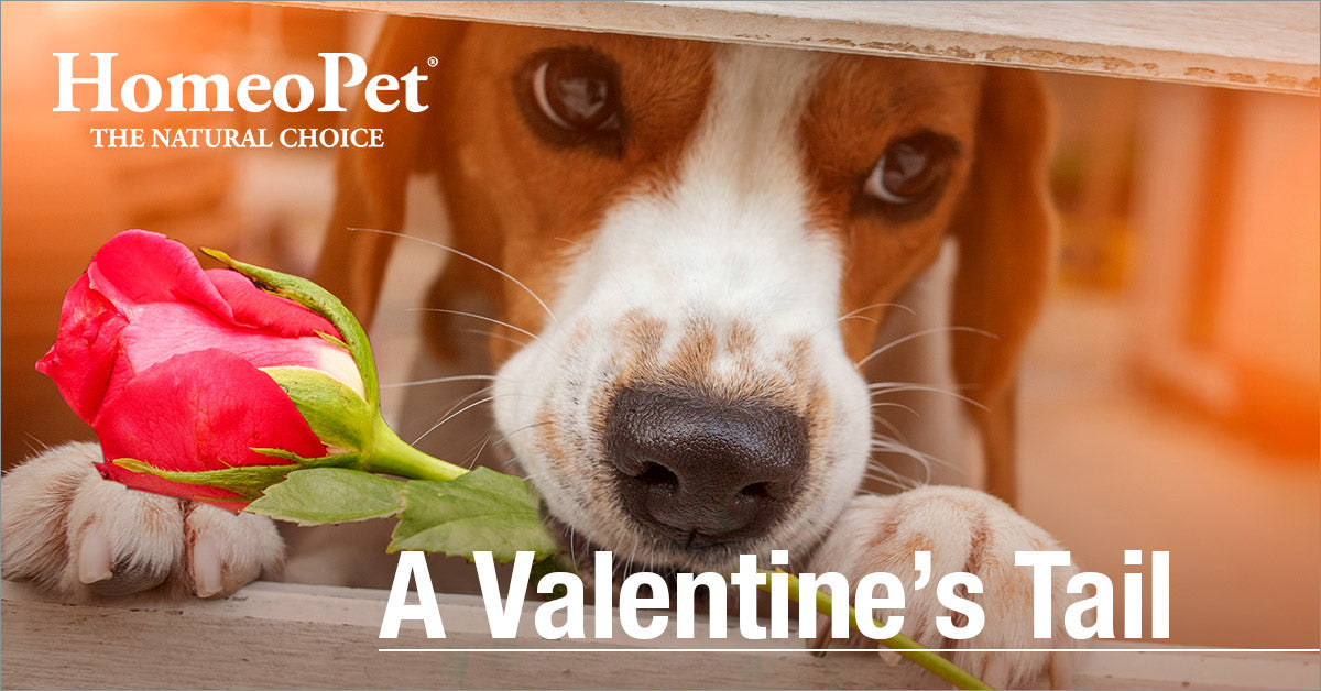 Ten reasons why your pet makes the ultimate Valentine’s Date
