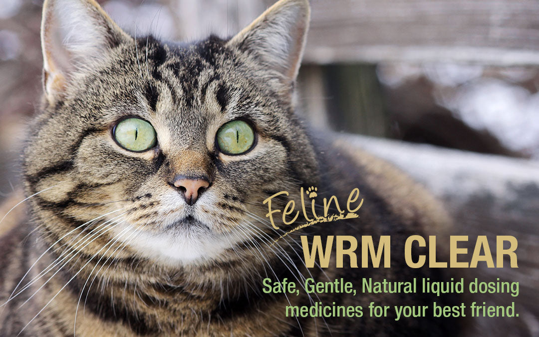 Worming Your Cat – Is There A Natural Alternative?