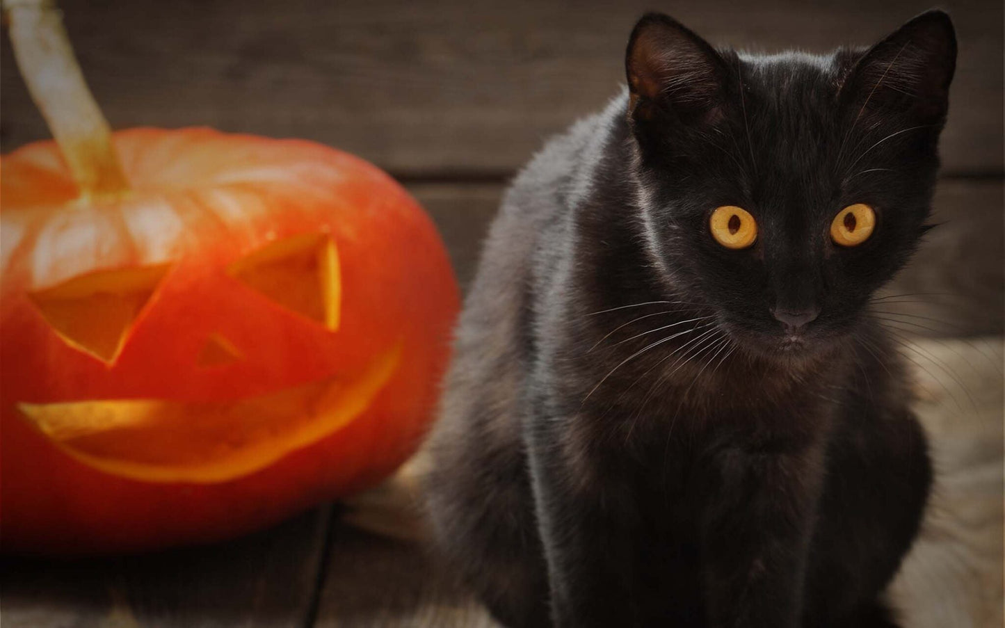 Five Top Tips To Keep Your Pet Safe This Halloween