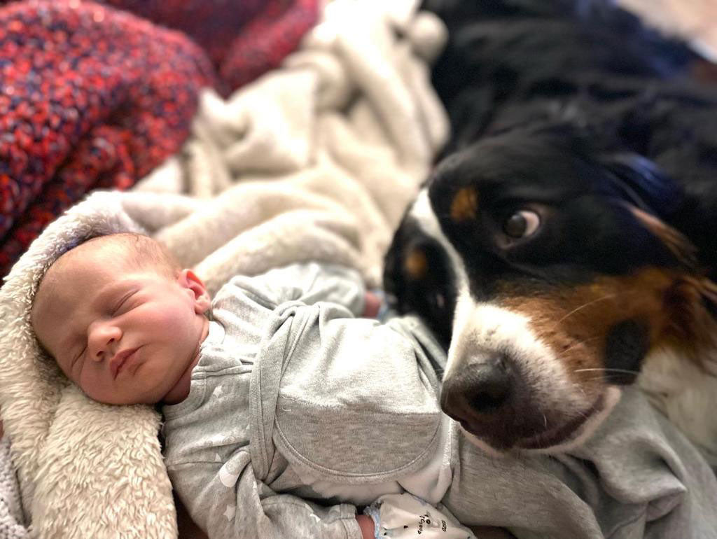 New Love: Introducing Pets to Babies
