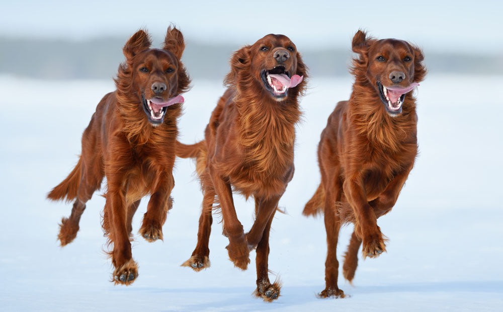 Irish Dog Breeds – just nine reasons to love Ireland on St Patrick’s Day