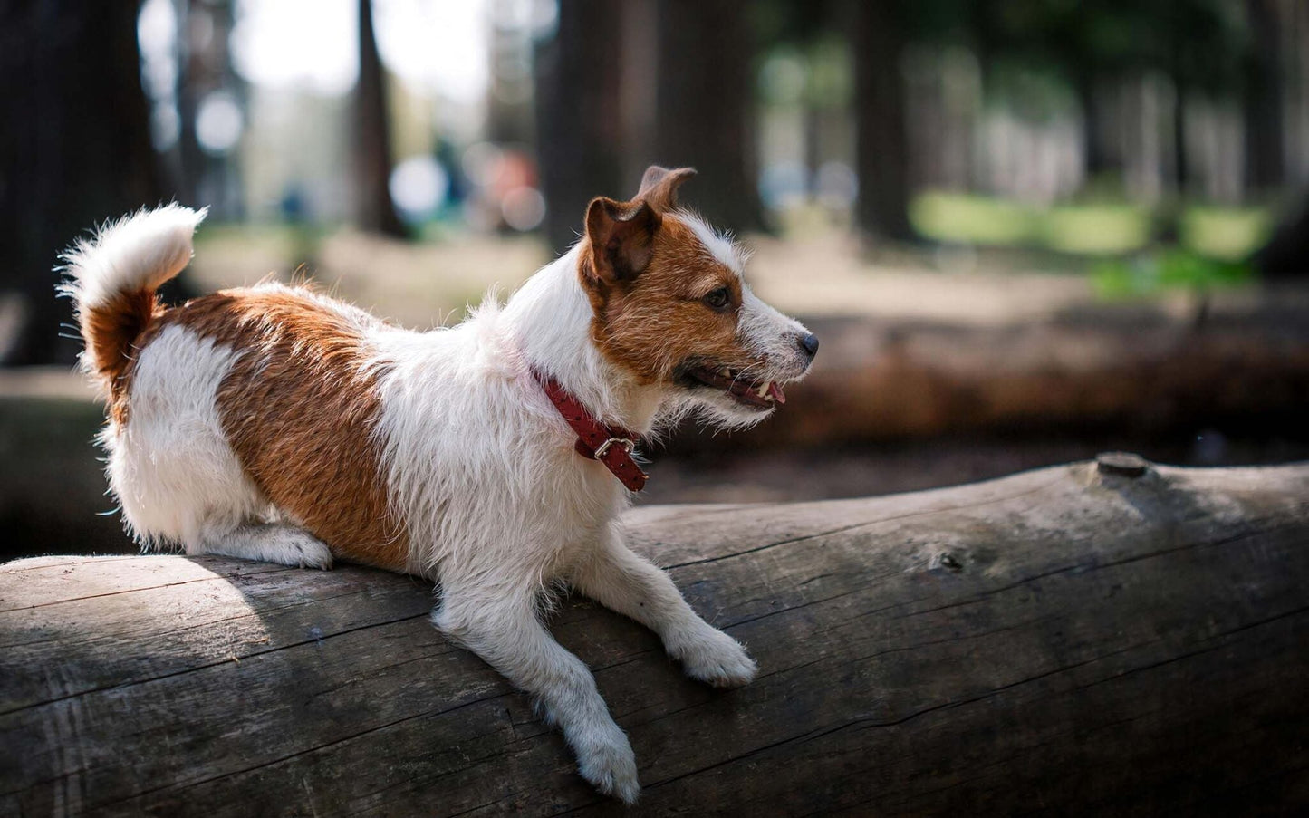 Liver Health in Pets