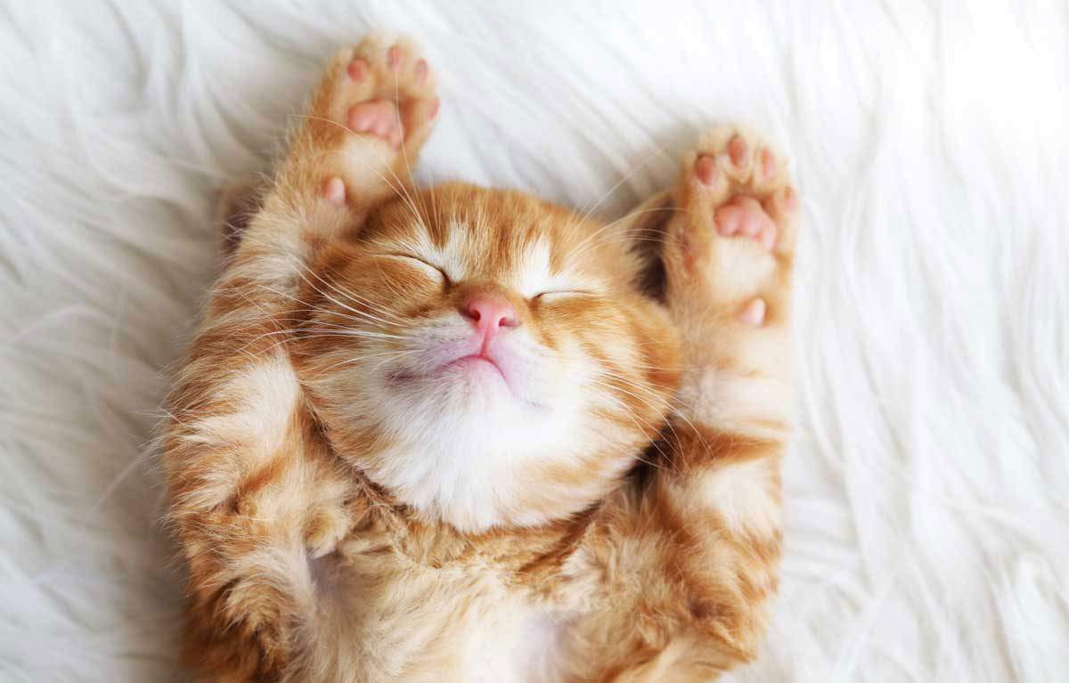 Hairball Awareness – There’s A Day For That!