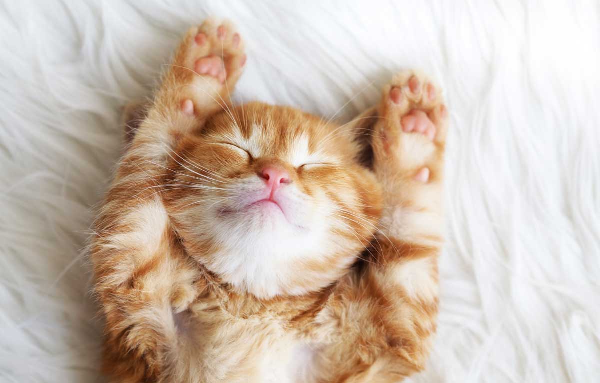 Our 12 Top Reasons To Love Cats