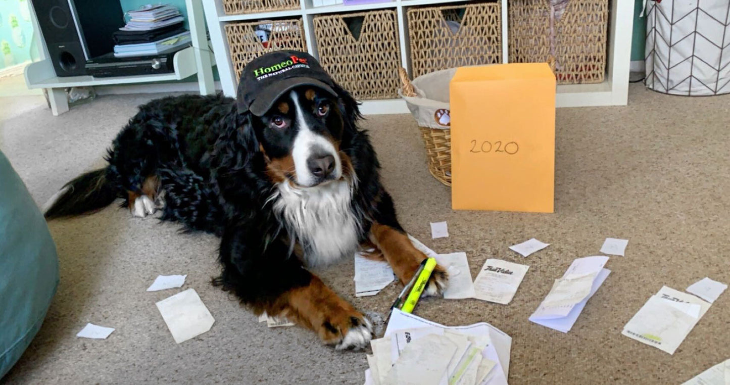 National Bring Your Dog To Work Day