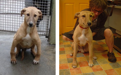 Bones and Raw Food diet case studies – the evidence behind the science