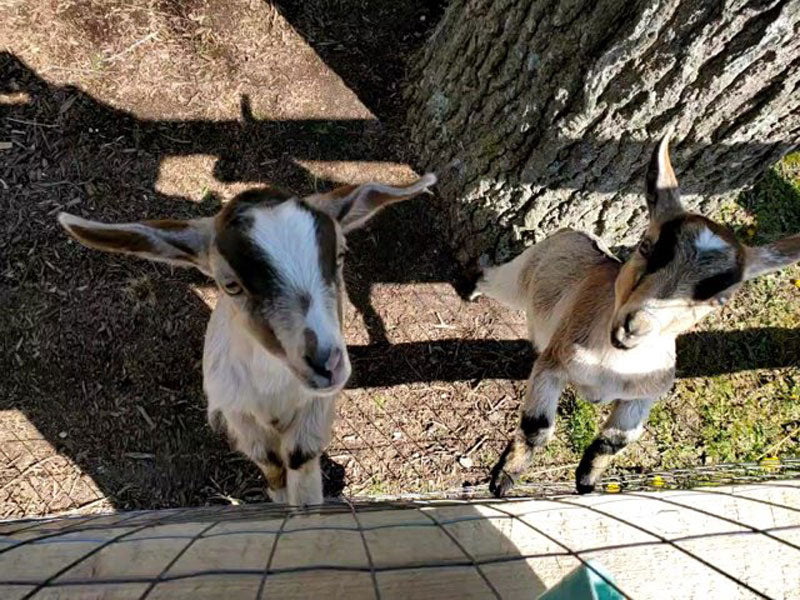 Meet Molly and Hank, and an insight into goat care!