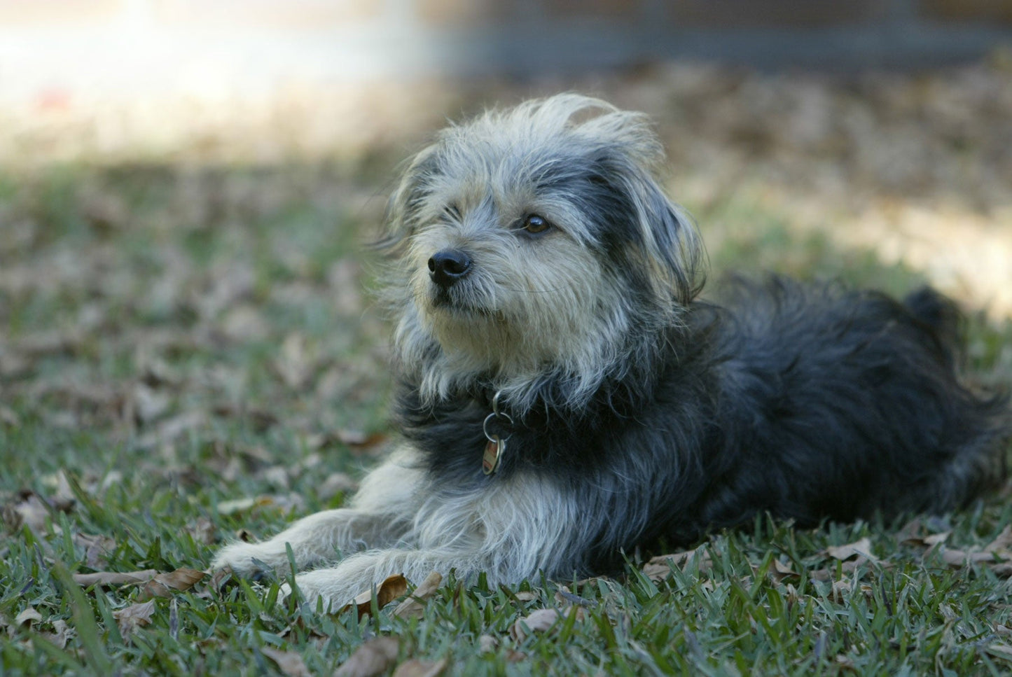 HomeoPet Supports The Companion Animal Rescue Awards In Australia