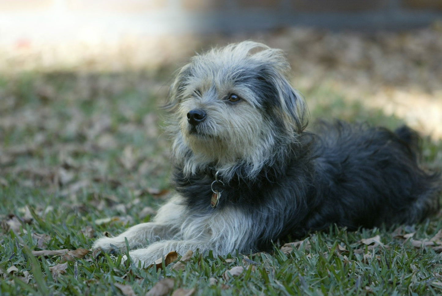 HomeoPet Supports The Companion Animal Rescue Awards In Australia