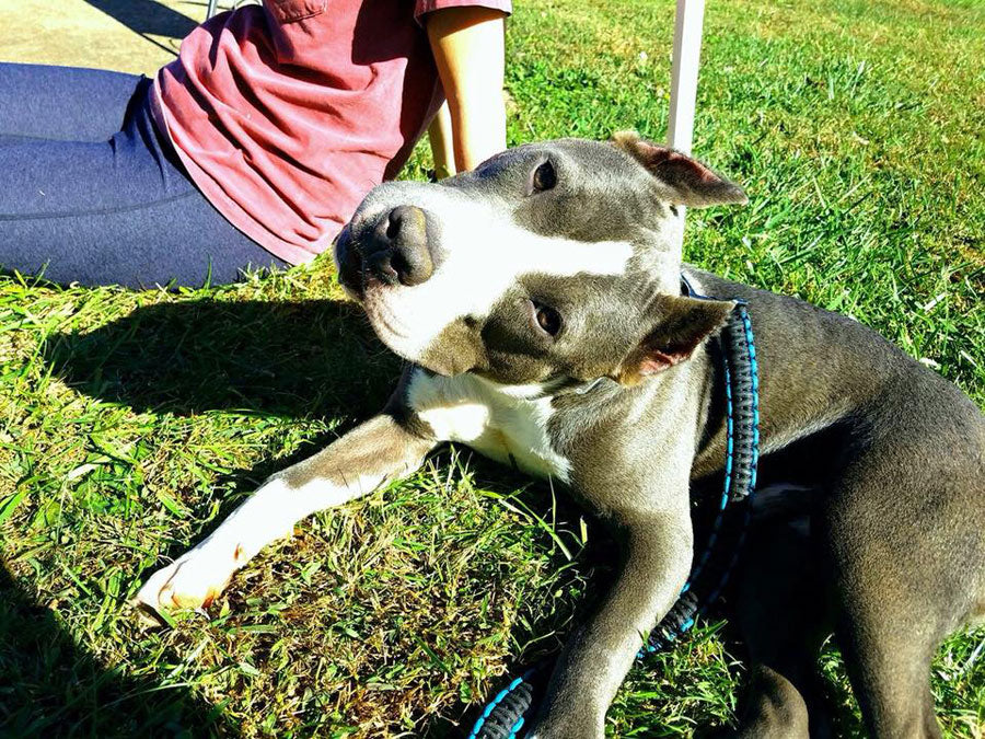 Newnan-Coweta Humane Society