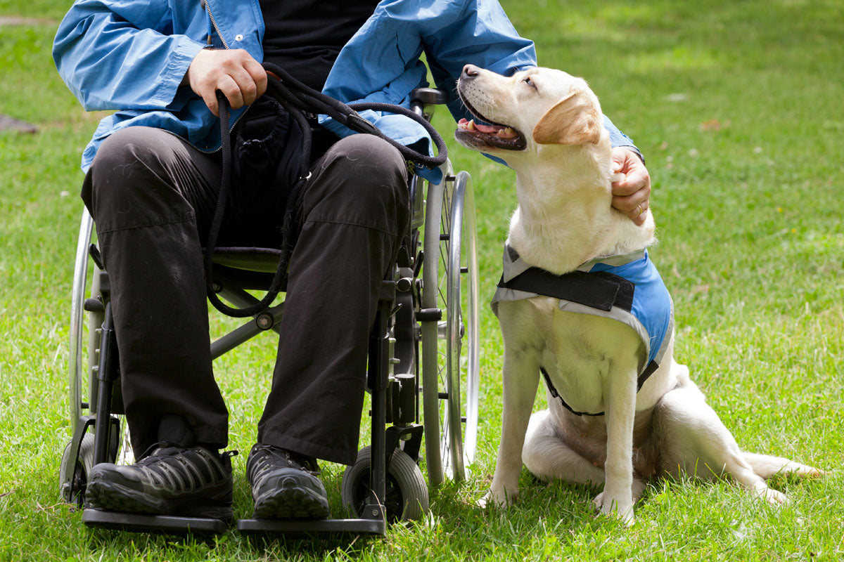 In Celebration of National Dog Day - Saturday August 26th!