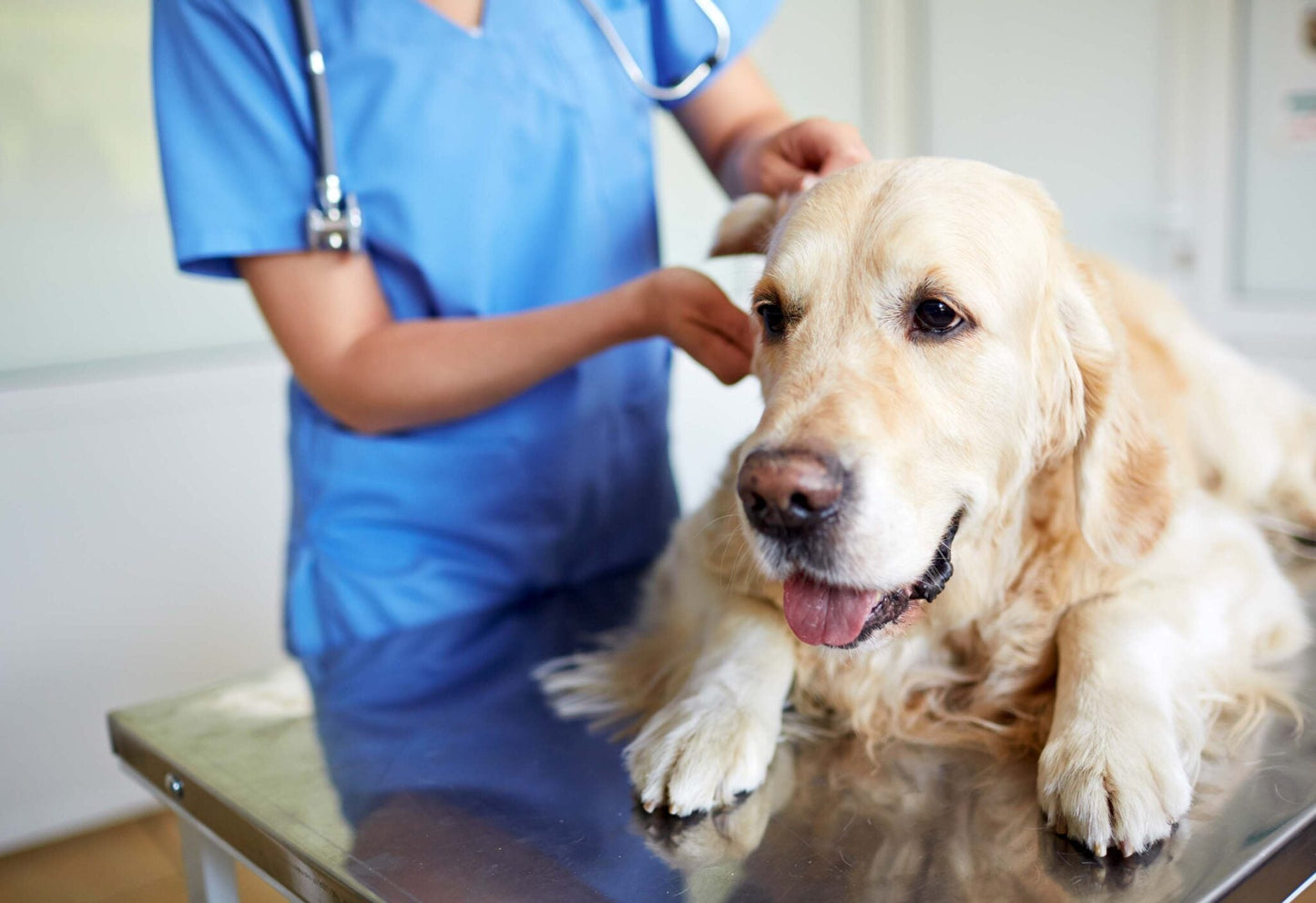 Top Careers in the Pet Care Industry : Unleashing Your Passion for Animals