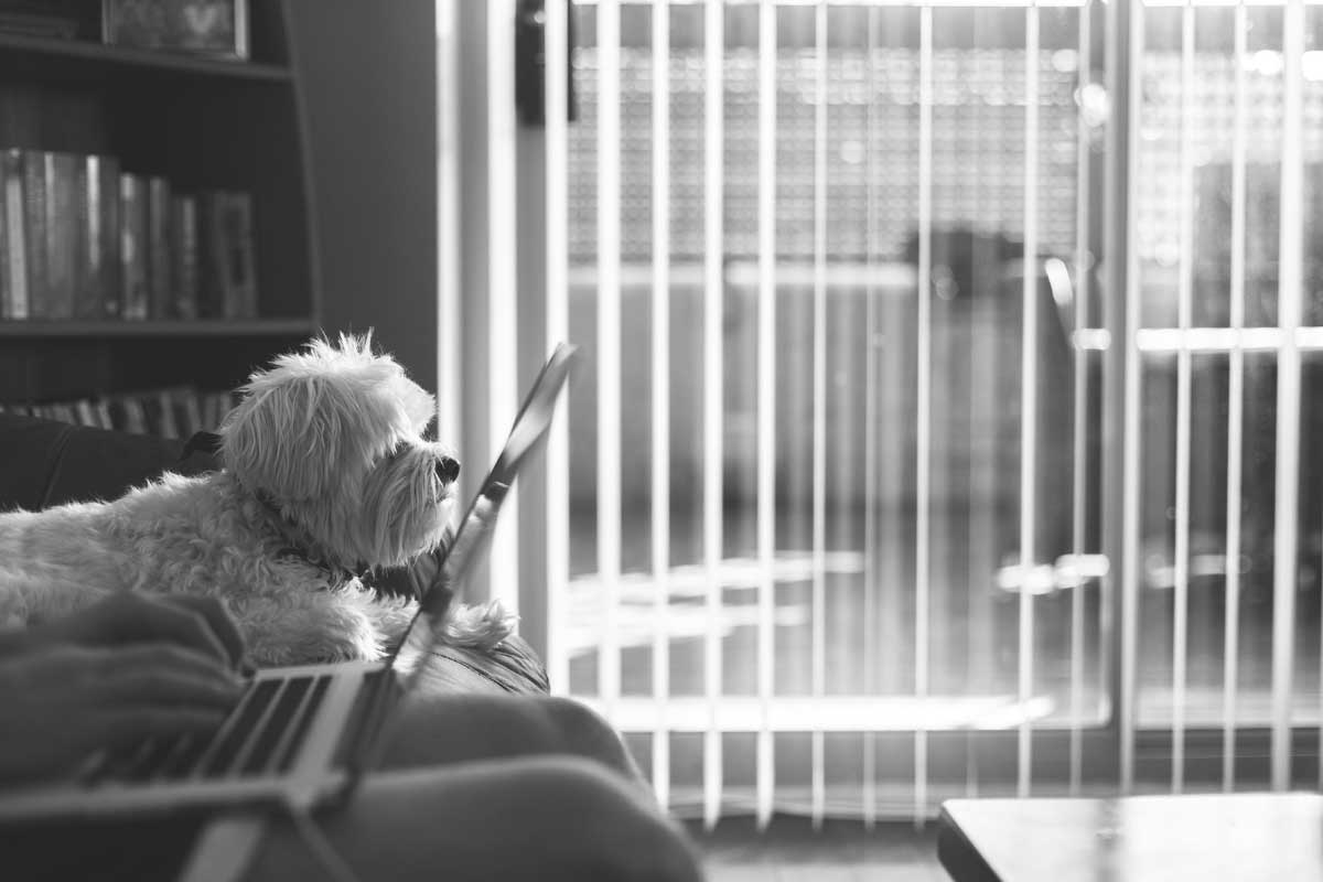 Steps for a Pet Friendly Home