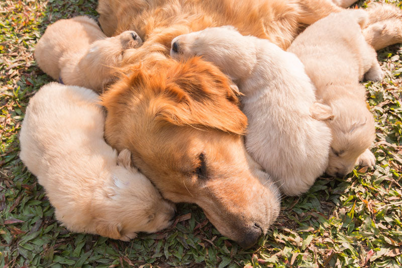 Puppy Love... how much do you know about these gorgeous bundles of fur?