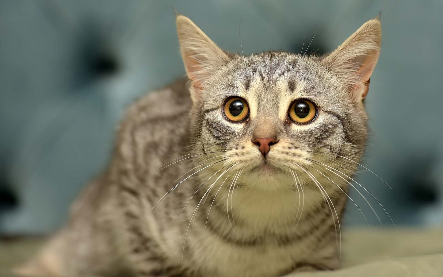 Reducing Stress in Pets – And Why Your Pet May Be More Stressed Than You Think