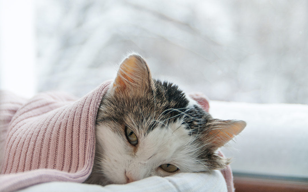 Respiratory illness in pets. Don’t just worry about winter.