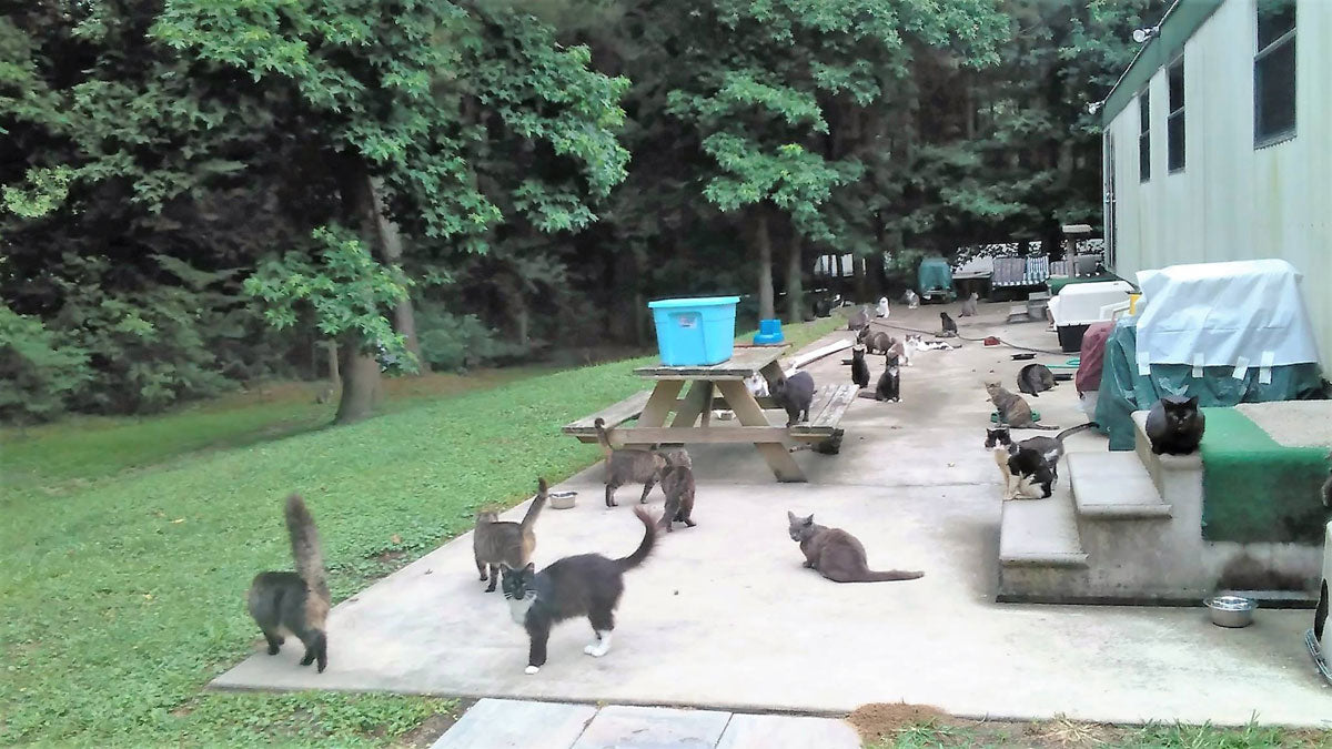 The Ruffian Foundation