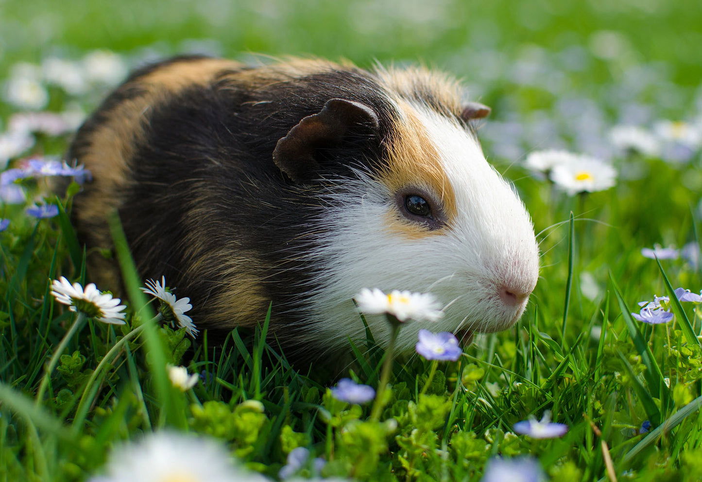 How Do I Dose HomeoPet Products for Small Animals Like Hamsters, Gerbils, or Birds?