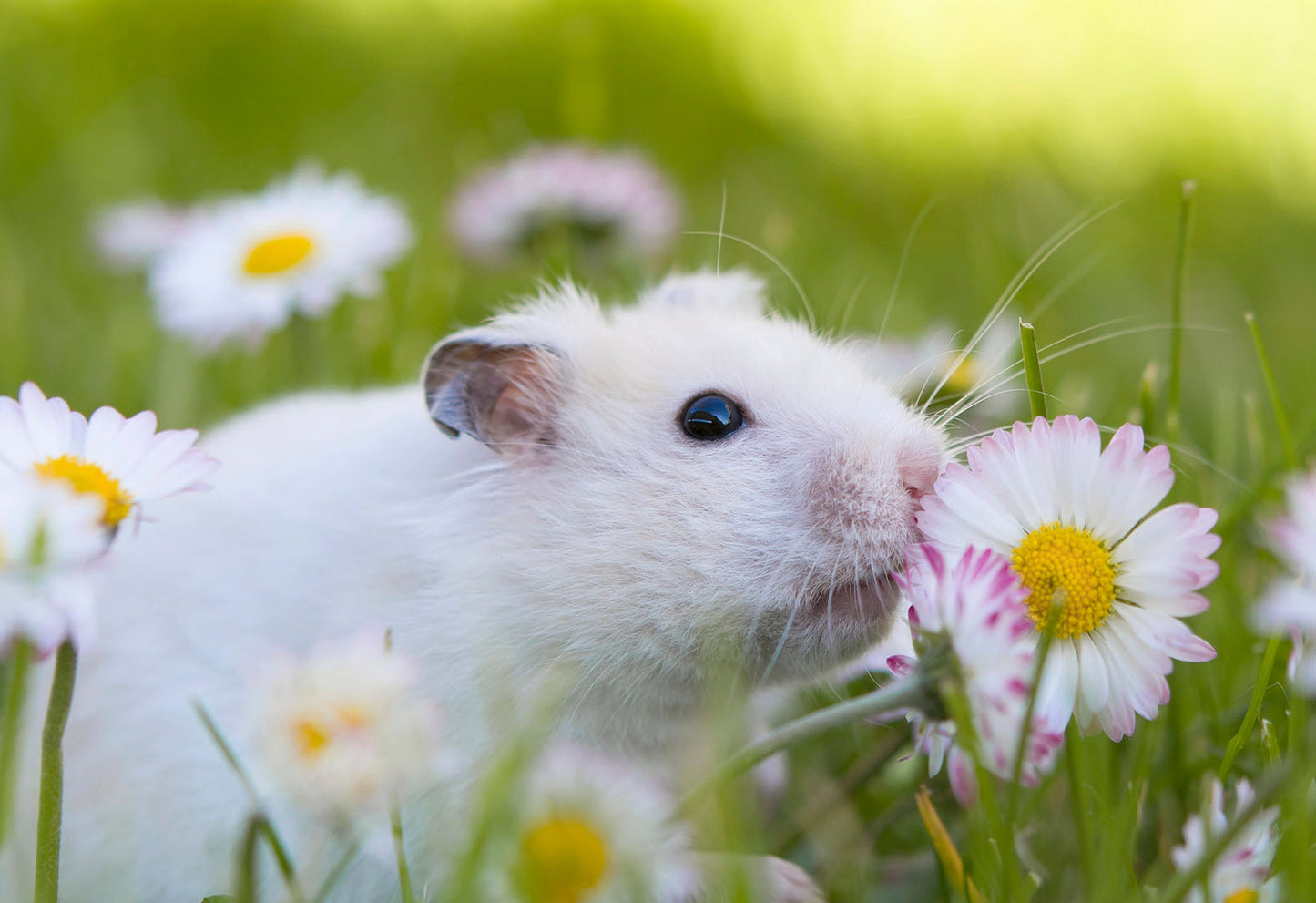 Why Small Animals Deserve Big Care: The Gentle Approach to Tiny Pet Health