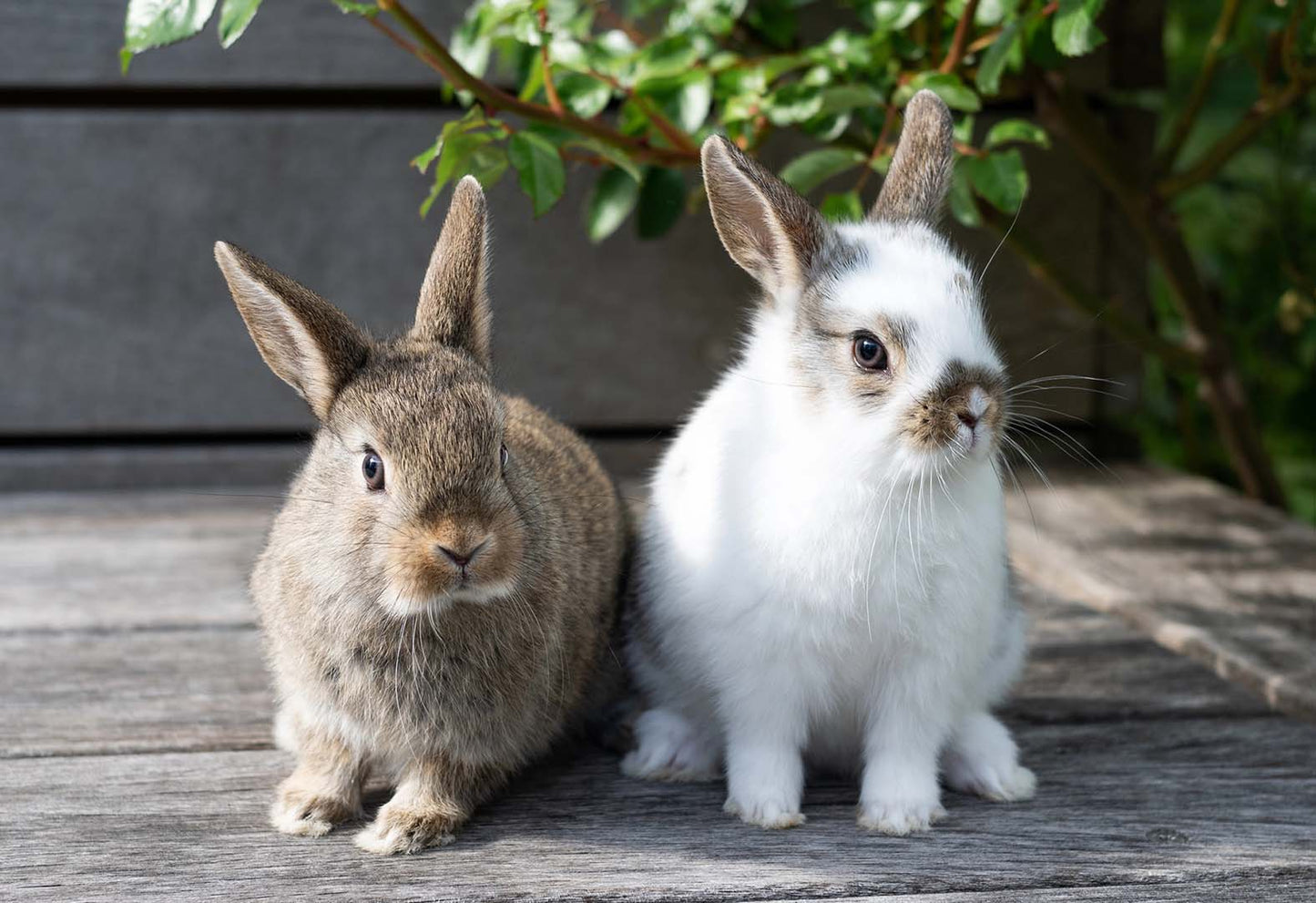 Worming Your Small Animal: What Every Owner Needs to Know