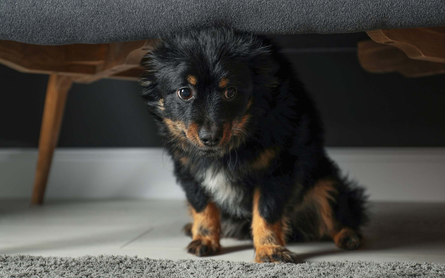 Solutions for Anxiety and Stress in our Pets