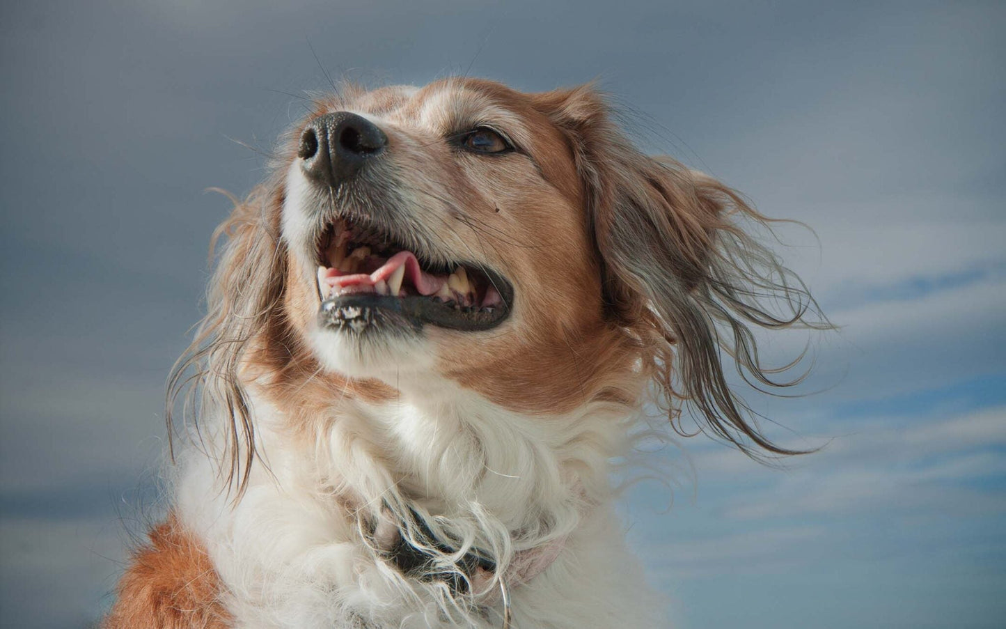 Summer storm anxiety in dogs: Tips for managing and comforting your furry friend