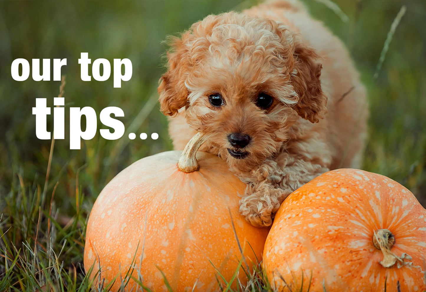 Tips For A Pet Safe Thanksgiving
