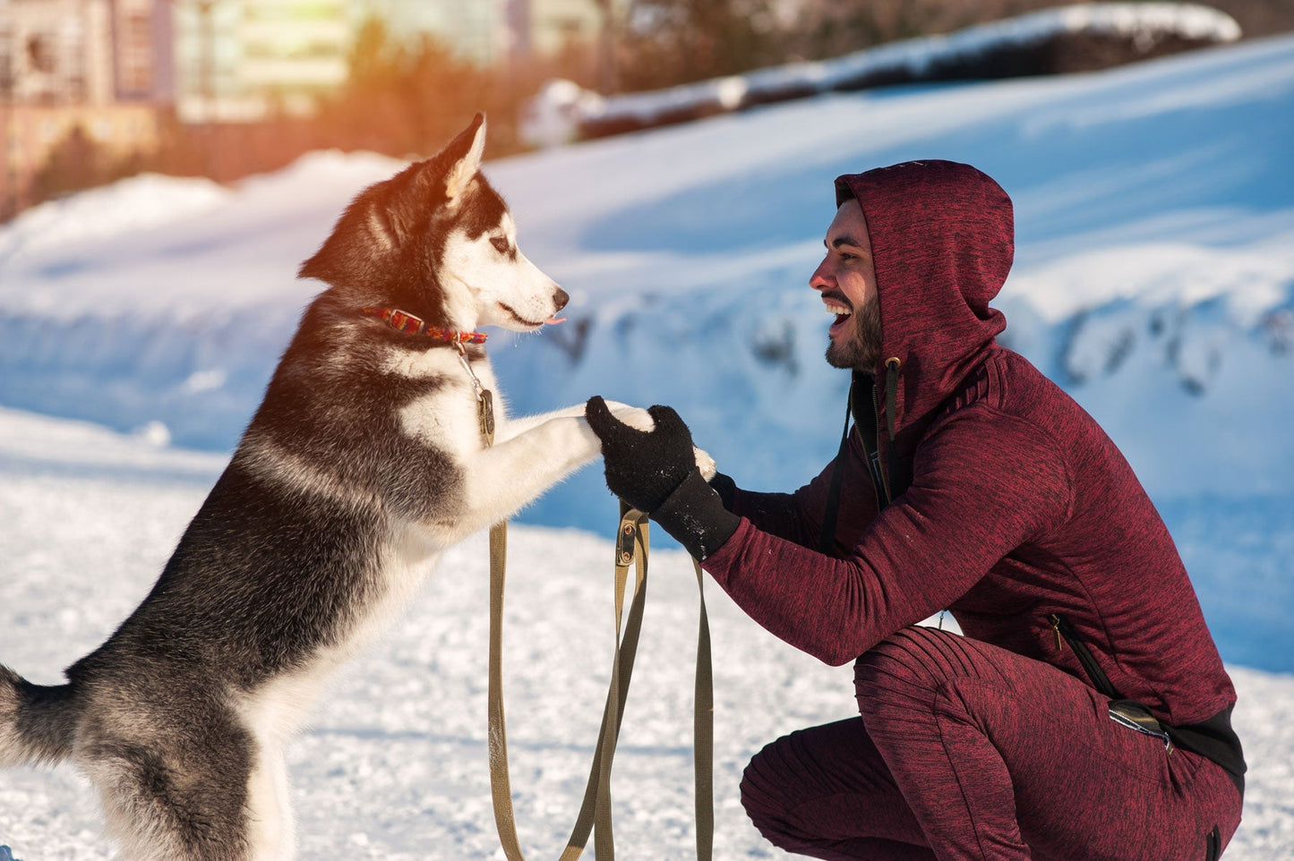 January Is National Train Your Dog Month, Here’s What You Need to Know About It!
