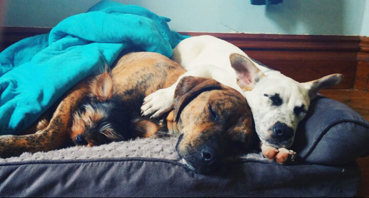 Tyson’s Story – from neglected and abused pup to adored family member