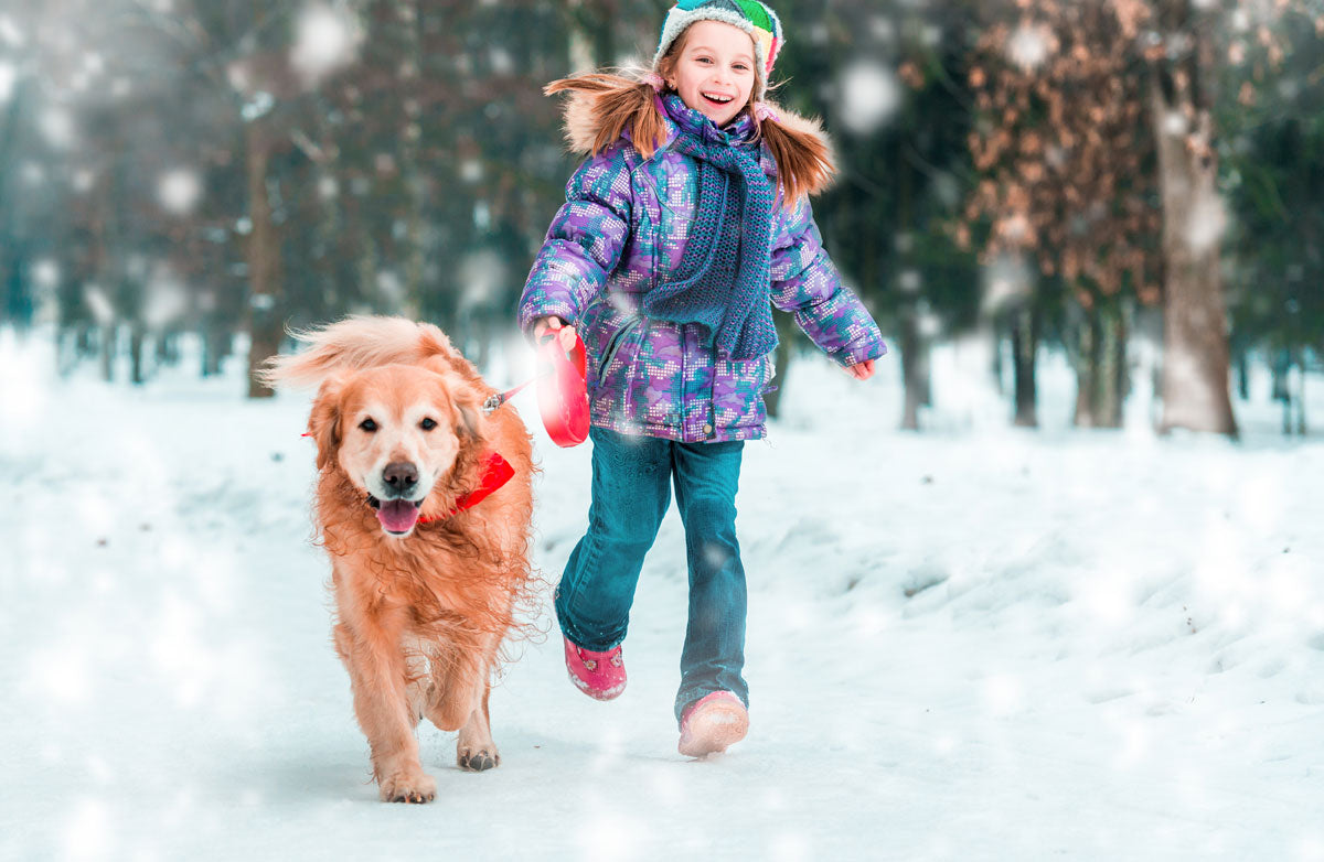 12 fun things to do with your dog before the end of winter