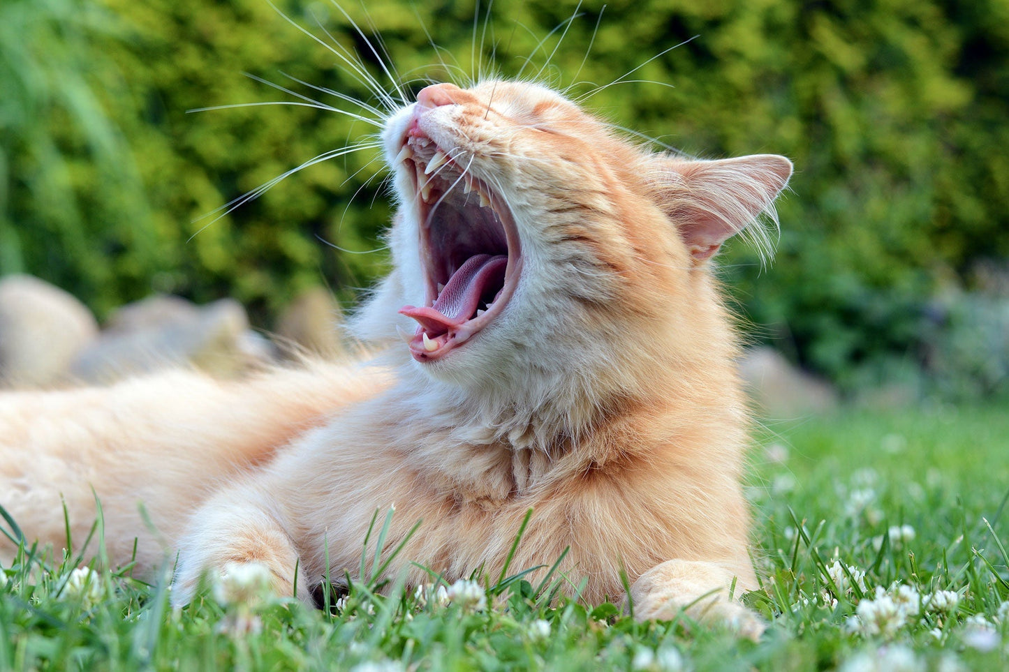 Let’s Talk About Your Pet’s Teeth!