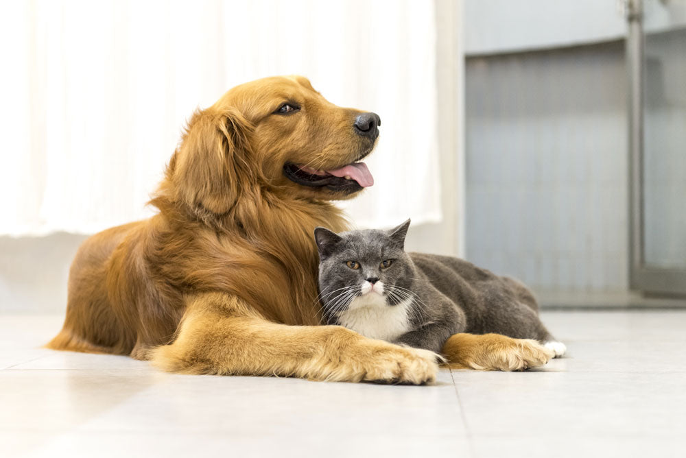 Hidden Dangers Of Indoor Air Pollution For Your Pets