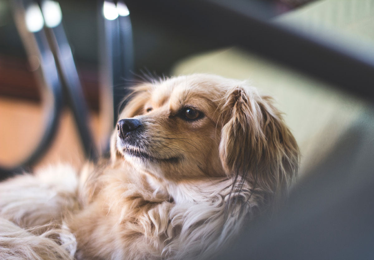 Creating a Safe, Happy Home and Garden for Your Dog