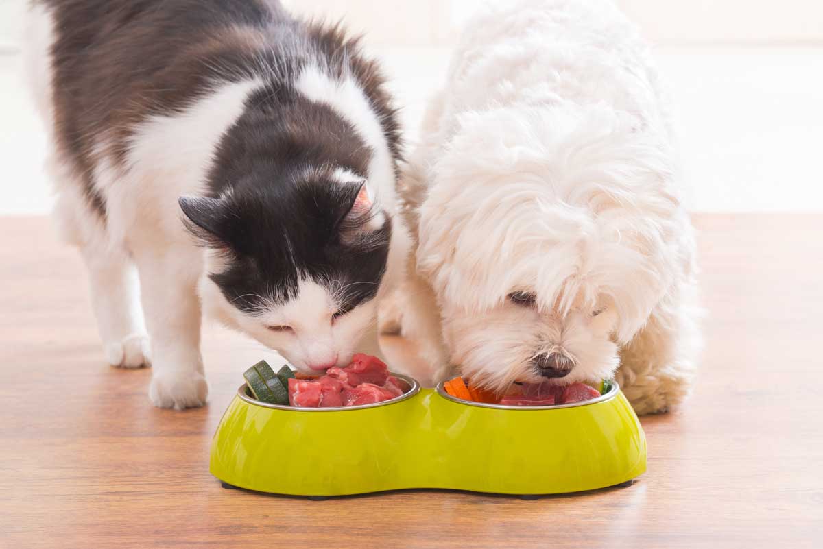 Diabetes in Pets - is your dog or cat suffering?