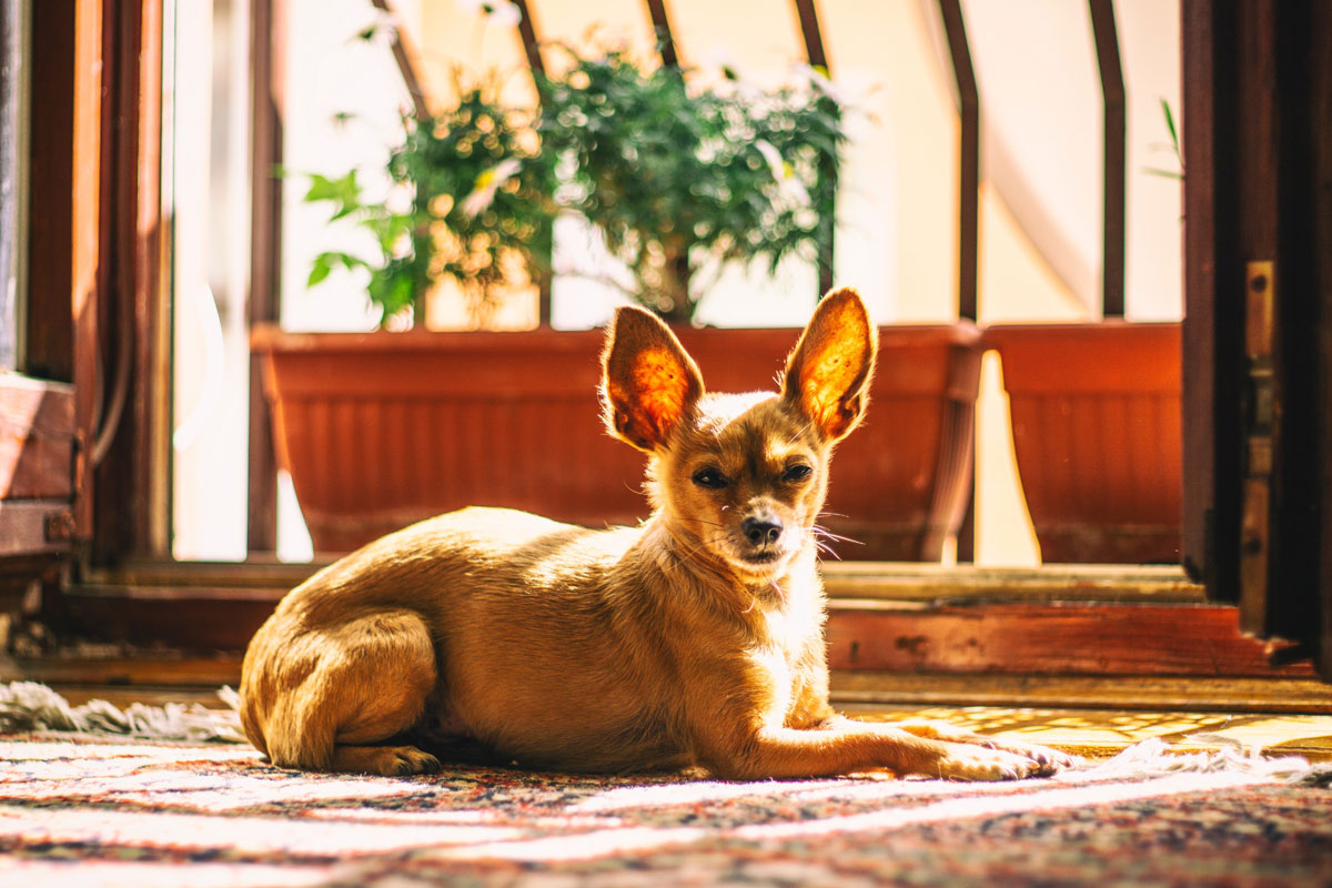 A Guide to Creating Dog Friendly Gardens