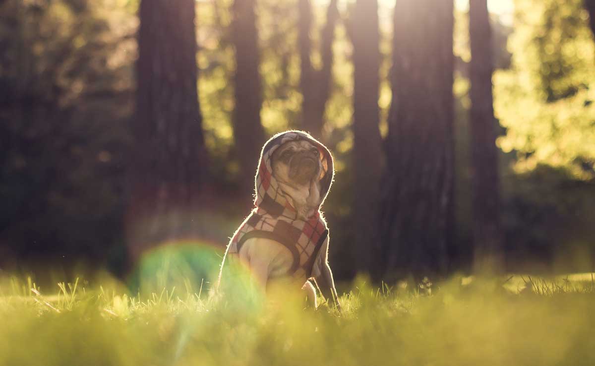 4 Ways To Protect Our Pets From Outdoor Threats More Naturally