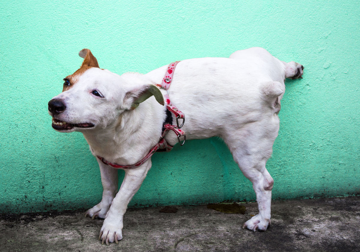 Collecting Wee Wee from your pet